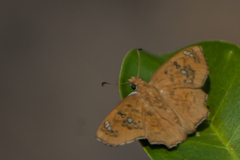 Caprona ransonnettii potiphera