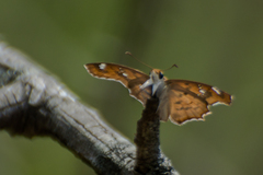 Caprona ransonnettii potiphera