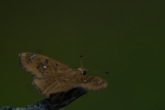 Caprona ransonnettii potiphera