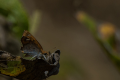 Caprona ransonnettii potiphera