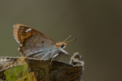 Caprona ransonnettii potiphera