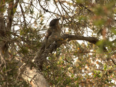 Pachycephala rufiventris