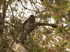 Pachycephala rufiventris