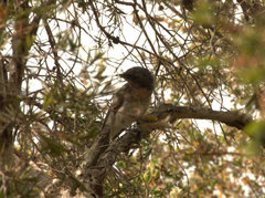 Pachycephala rufiventris