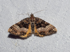 Chrysolarentia lucidulata