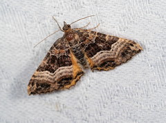 Chrysolarentia lucidulata