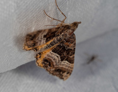 Chrysolarentia lucidulata