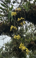 Cyrtochilum macranthum