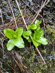 Arnica amplexicaulis