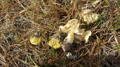 Tricholoma davisiae