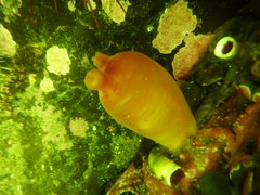 Halocynthia aurantium