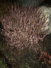 Ericeae