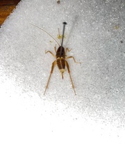 Ceuthophilus californianus