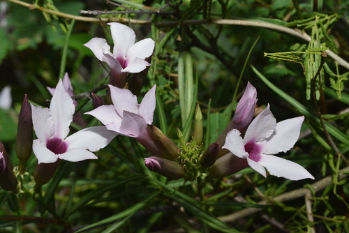 Image of Mandevilla Angustifolia (Mandevilla angustifolia) by (c) Thomaz Ricardo Favreto Sinani, some rights reserved (CC BY)