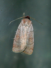 Protolampra rufipectus