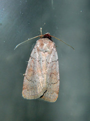Protolampra rufipectus
