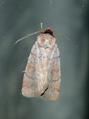 Protolampra rufipectus