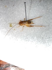 Ceuthophilus californianus