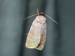 Protolampra rufipectus