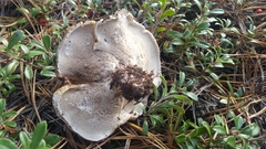 Phellodon fuligineoalbus