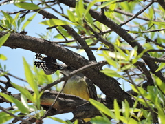 Papilio menatius victorinus