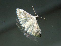 Alucita adriendenisi