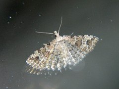 Alucita adriendenisi