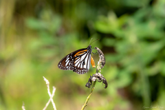 Danaus melanippus hegesippus