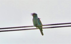 Coracias garrulus garrulus
