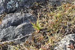 Triphysaria versicolor versicolor