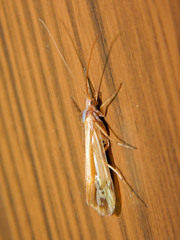 Limnephilus ornatus