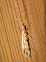 Limnephilus ornatus