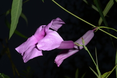 Rhabdadenia madida