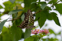 Graphium agamemnon agamemnon