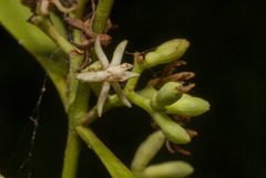 Struthanthus uraguensis