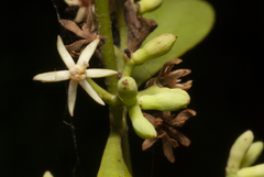 Struthanthus uraguensis