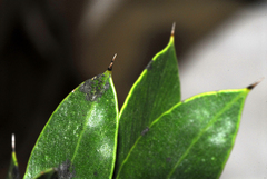 Aspidosperma quebracho-blanco