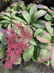 Rodgersia