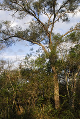 Aspidosperma quebracho-blanco