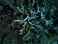 Acroporidae