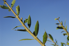 Aspidosperma quebracho-blanco
