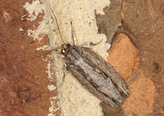 Agriophara leptosemela