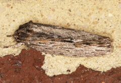 Agriophara leptosemela