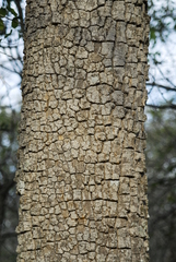 Aspidosperma quebracho-blanco