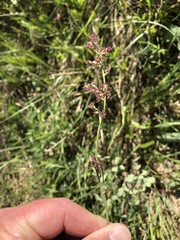 Thalictrum venulosum