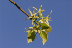 Aspidosperma pyrifolium