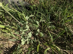 Thalictrum venulosum
