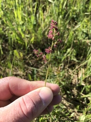Thalictrum venulosum