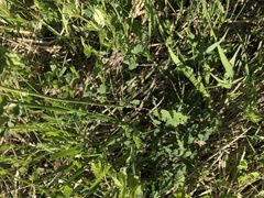 Thalictrum venulosum