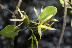 Aspidosperma pyrifolium